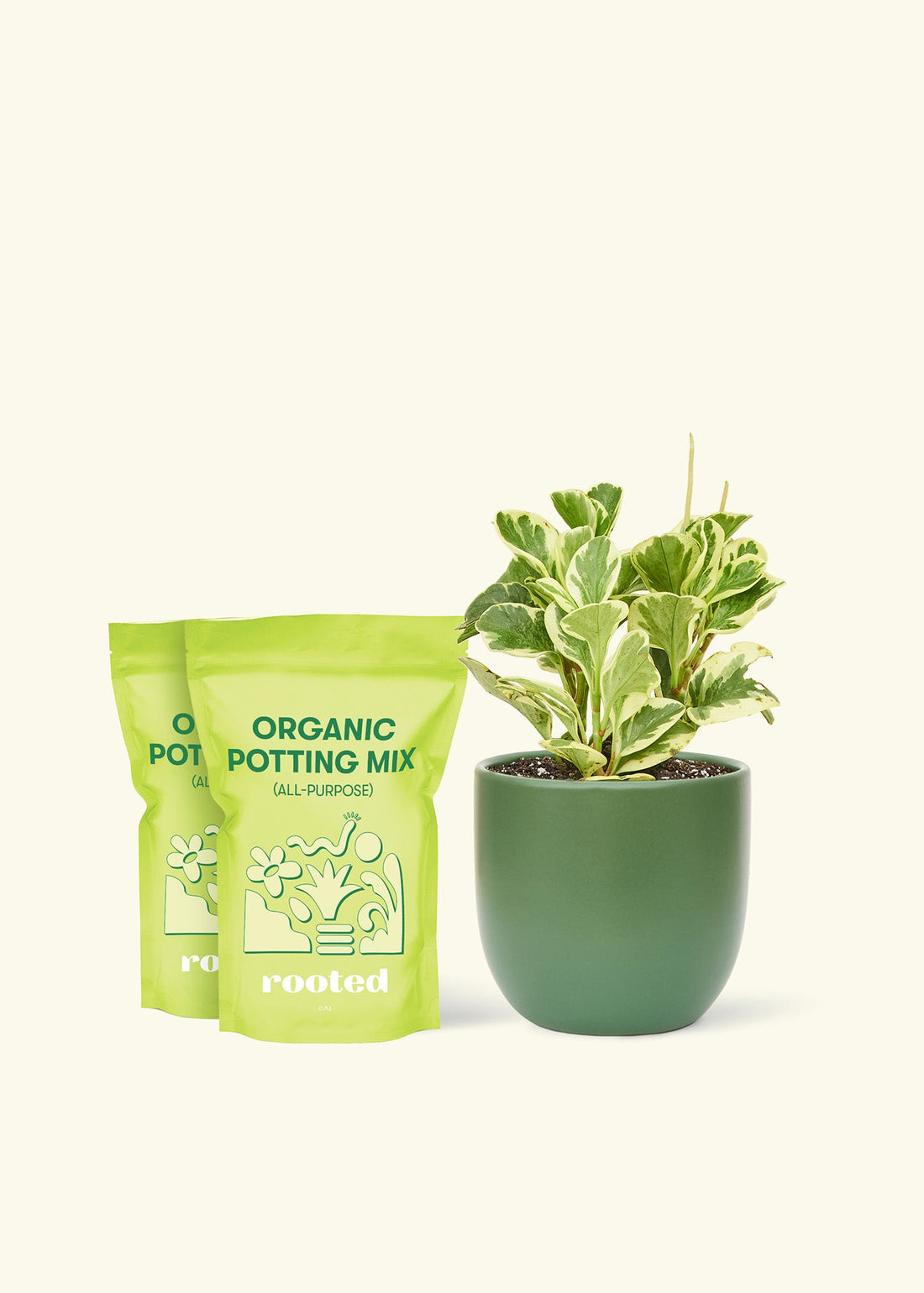 Medium Baby Rubber Plant in a green round pot and 2 bags of soil.