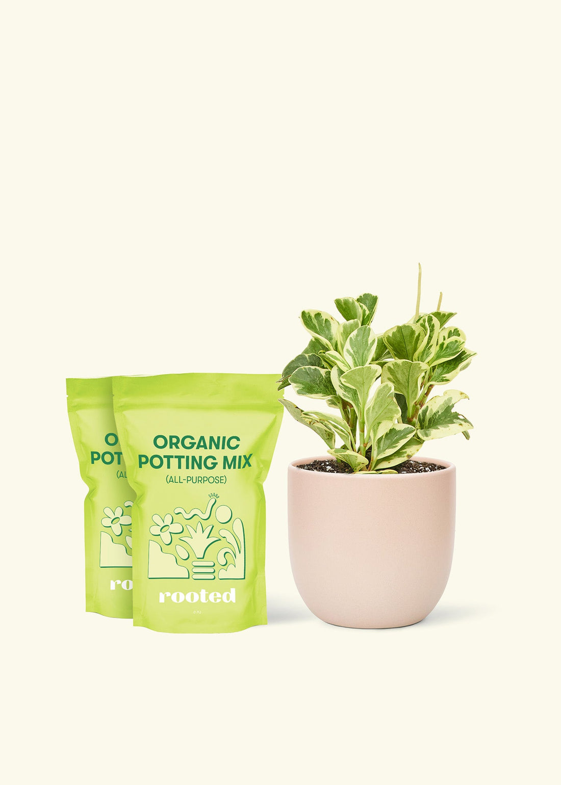 Medium Baby Rubber Plant in a pink round pot and 2 bags of soil.