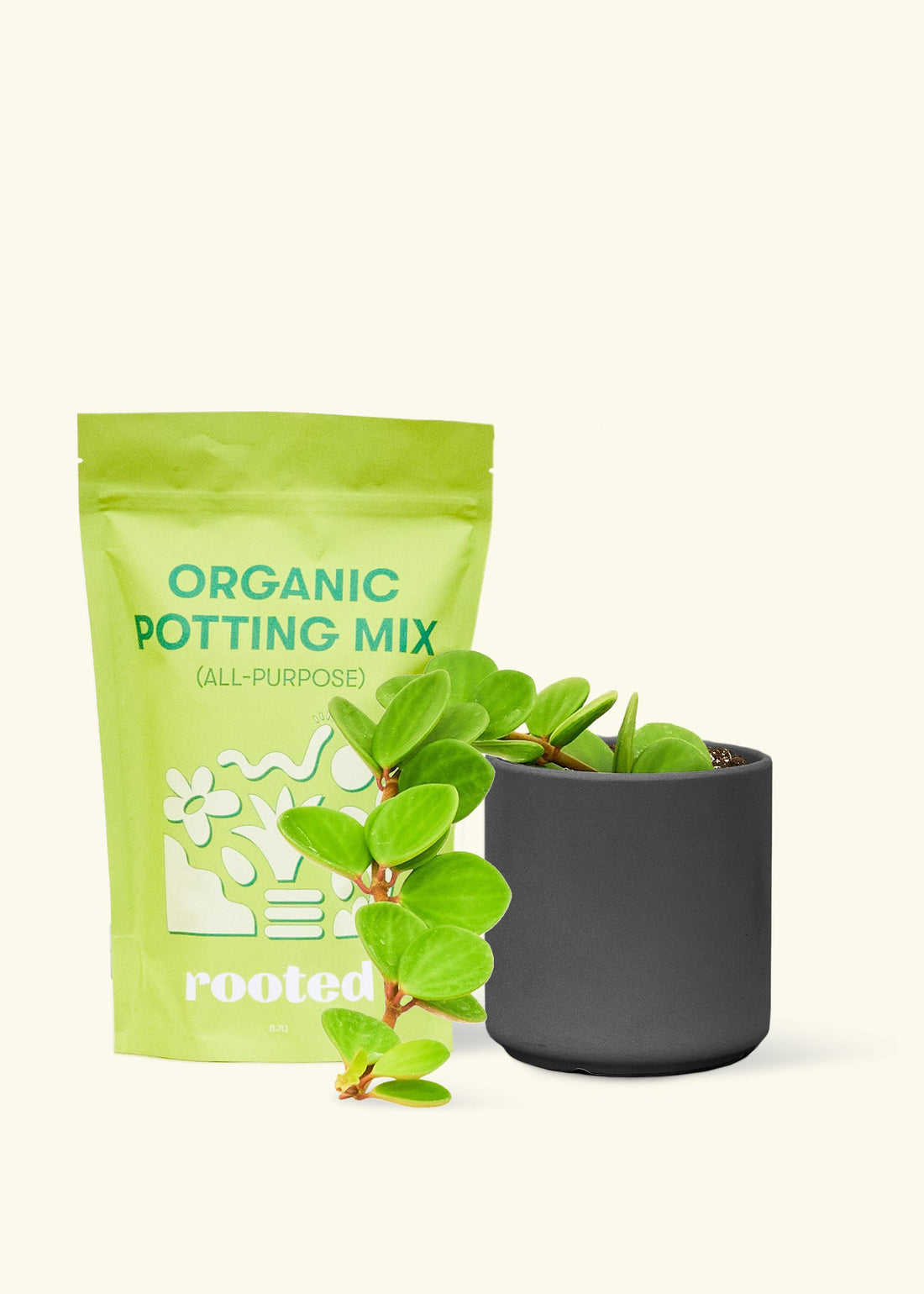 A bag of Organic Potting Mix to the left of a Peperomia &