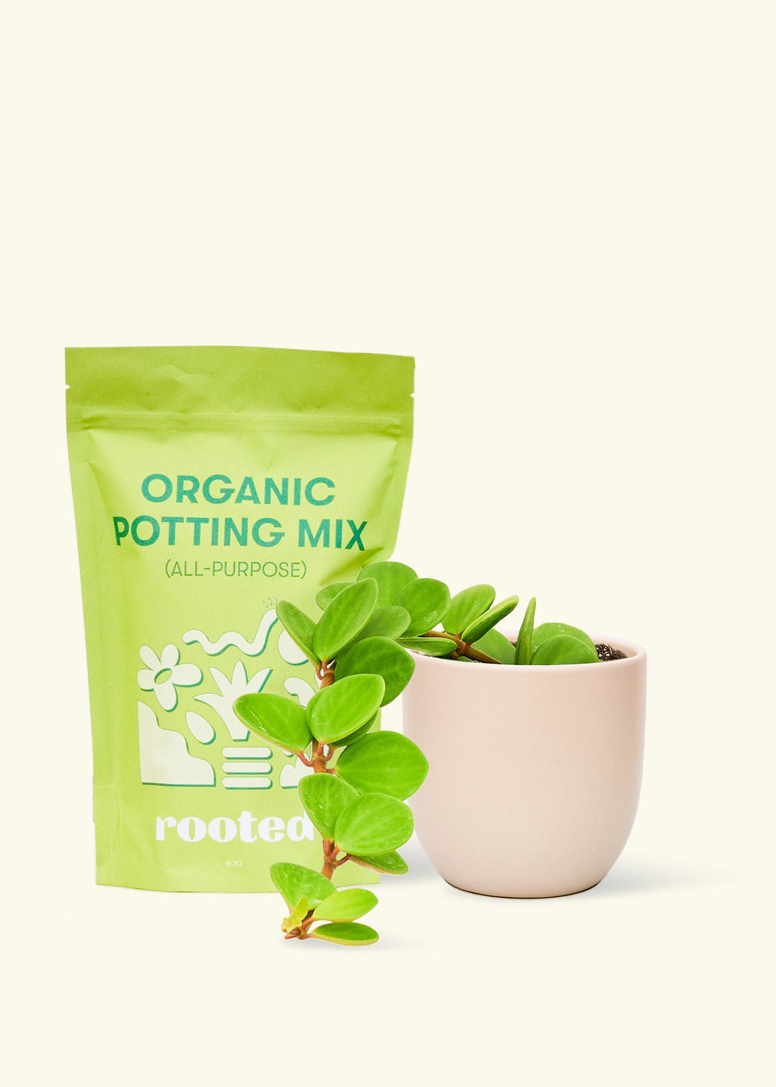 A bag of Organic Potting Mix to the left of a Peperomia &