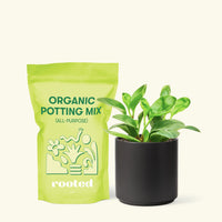 Small Baby Rubber Plant in a black cylinder pot and a bag of soil.