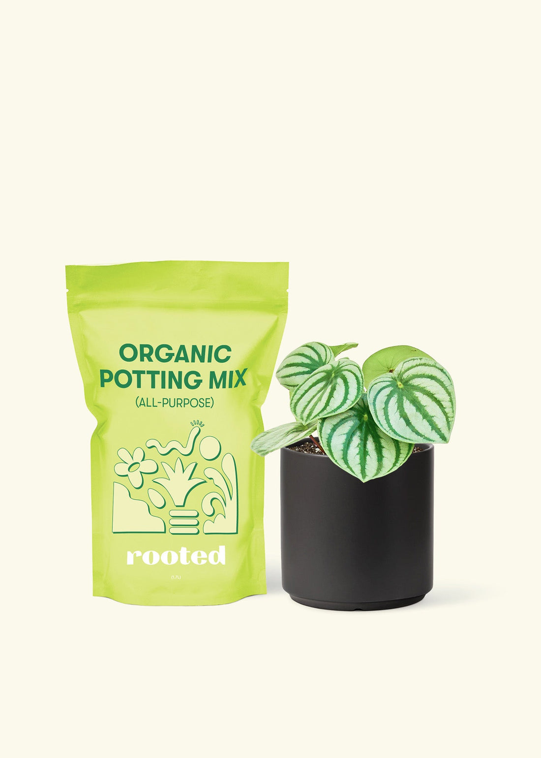 Small Watermelon Peperomia (Peperomia argyreia) in a black cylinder pot and a bag of soil.