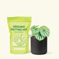 Small Watermelon Peperomia (Peperomia argyreia) in a black cylinder pot and a bag of soil.