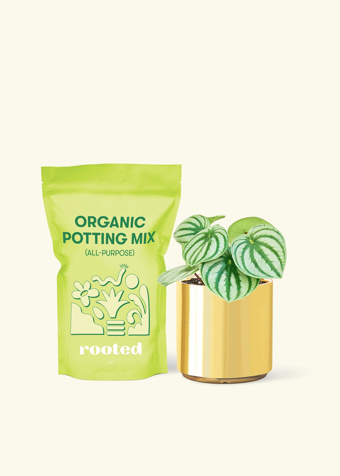 Small Watermelon Peperomia (Peperomia argyreia) in a gold cylinder pot and a bag of soil.