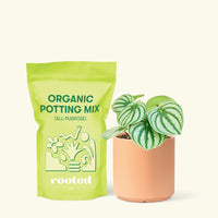 Small Watermelon Peperomia (Peperomia argyreia) in a peach cylinder pot and a bag of soil.