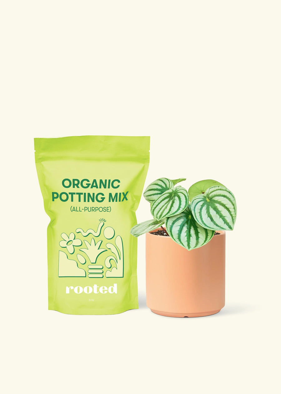Small Watermelon Peperomia (Peperomia argyreia) in a peach cylinder pot and a bag of soil.