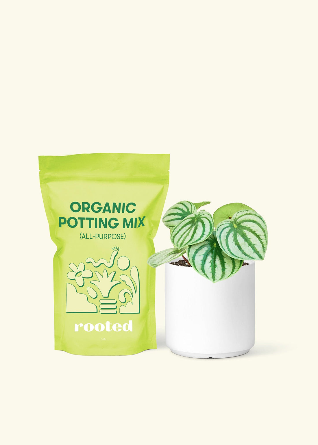 Small Watermelon Peperomia (Peperomia argyreia) in a white cylinder pot and a bag of soil.
