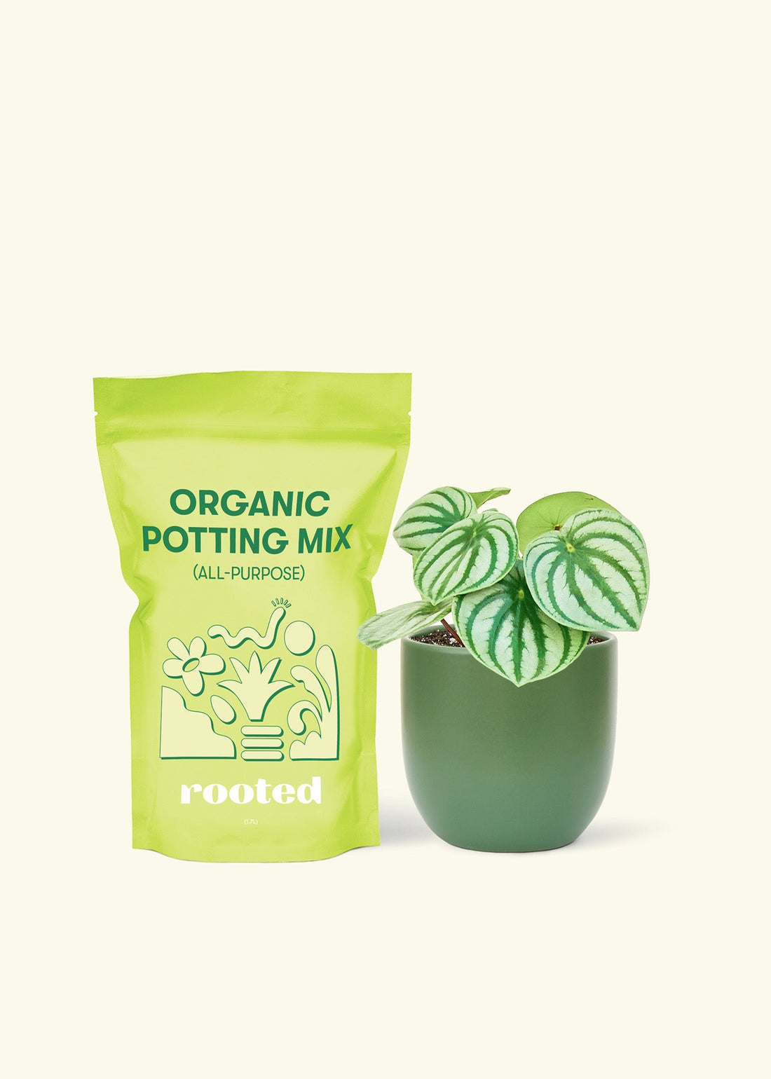 Small Watermelon Peperomia (Peperomia argyreia) in a green rounded pot and a bag of soil.