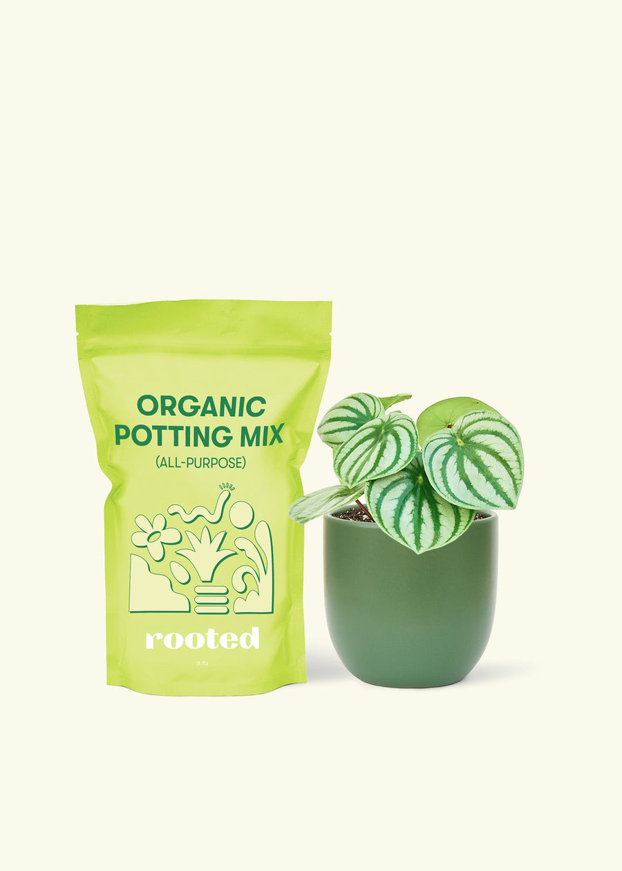 Small Watermelon Peperomia (Peperomia argyreia) in a green rounded pot and a bag of soil.