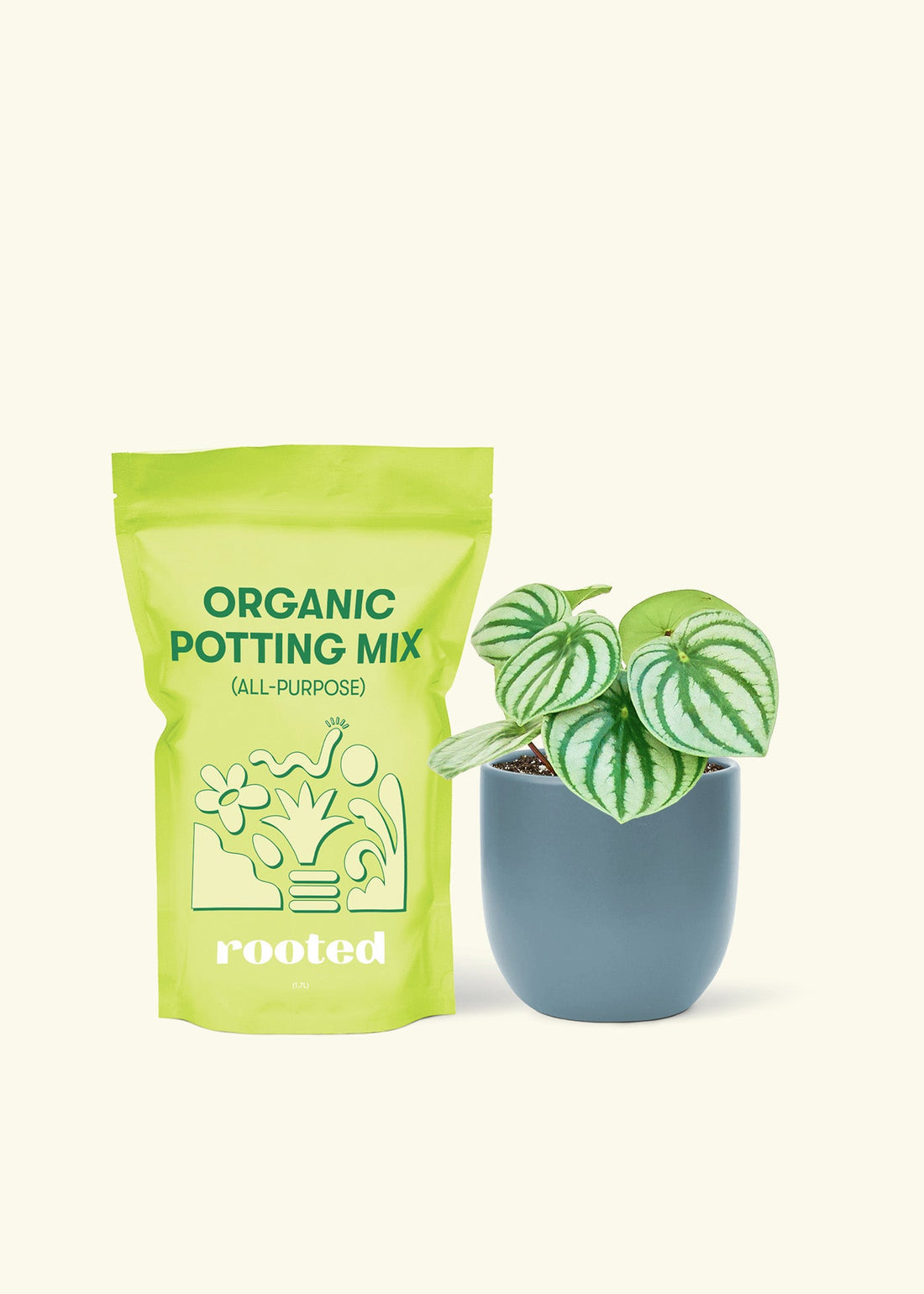Small Watermelon Peperomia (Peperomia argyreia) in a indigo rounded pot and a bag of soil.
