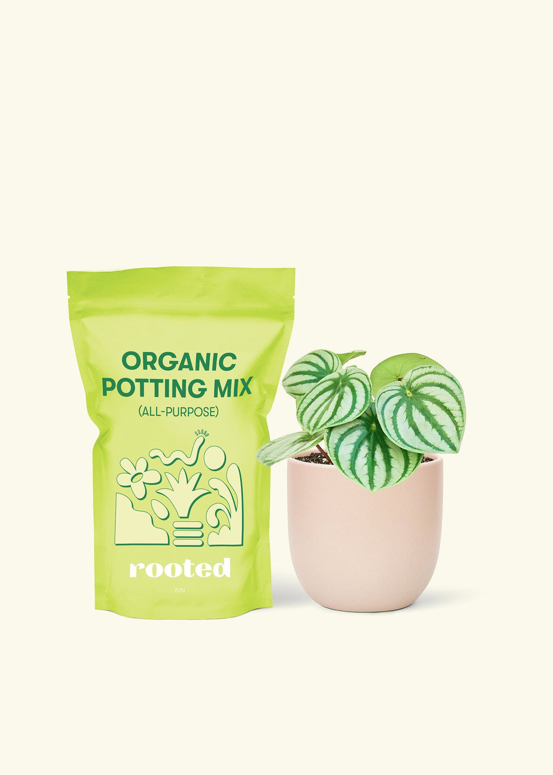 Small Watermelon Peperomia (Peperomia argyreia) in a pink rounded pot and a bag of soil.