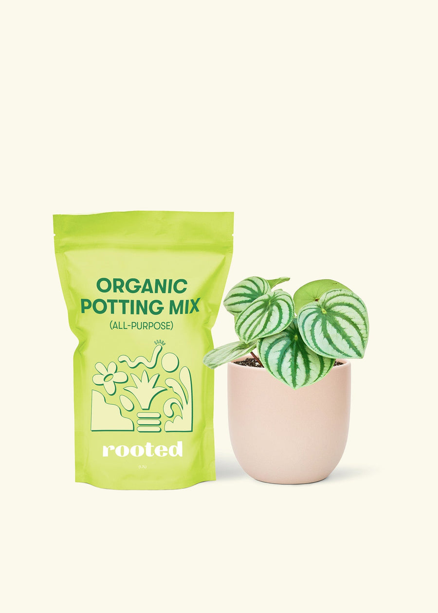 Small Watermelon Peperomia (Peperomia argyreia) in a pink rounded pot and a bag of soil.