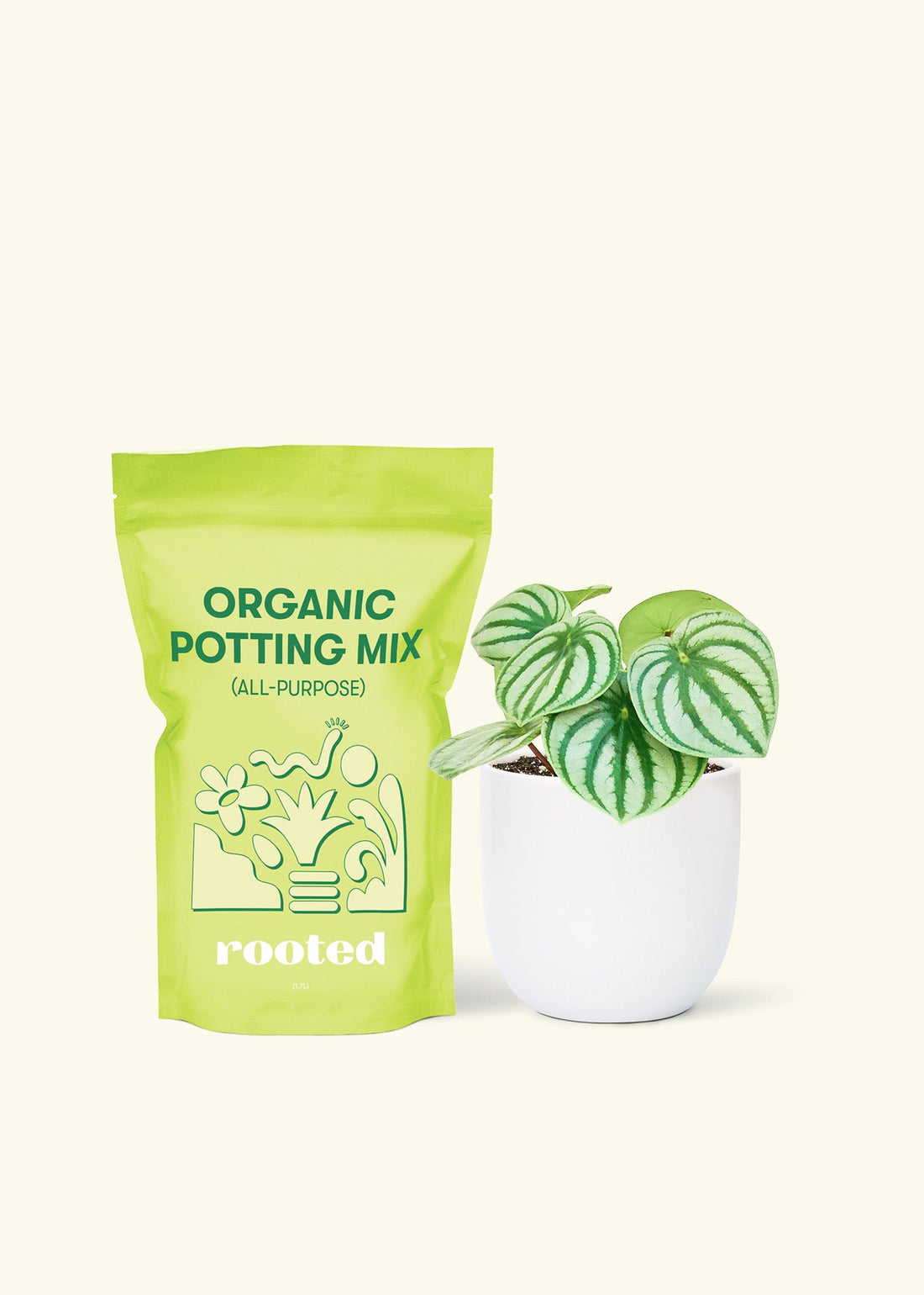 Small Watermelon Peperomia (Peperomia argyreia) in a white rounded pot and a bag of soil.