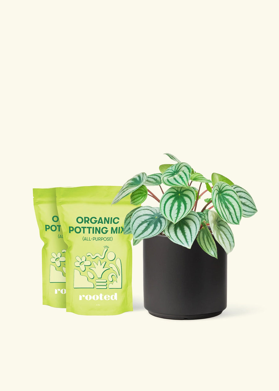 Medium Watermelon Peperomia (Peperomia argyreia) in a black cylinder pot and two bag of soil.