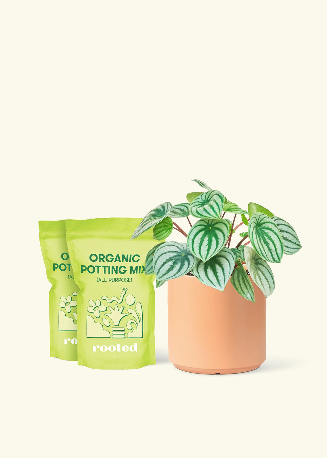 Medium Watermelon Peperomia (Peperomia argyreia) in a peach cylinder pot and two bag of soil.