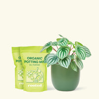 Medium Watermelon Peperomia (Peperomia argyreia) in a green rounded pot and two bag of soil.