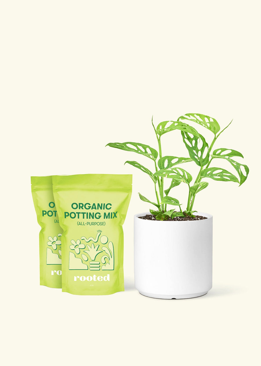 Medium Swiss Cheese Plant (Monstera deliciosa) in a white cylinder pot and two bag of soil.