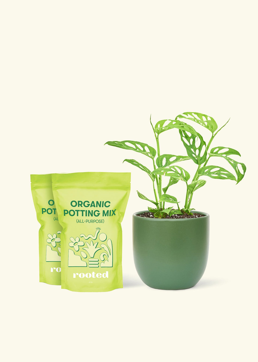 Medium Swiss Cheese Vine (Monstera adansonii) in a green rounded pot and two bag of soil.