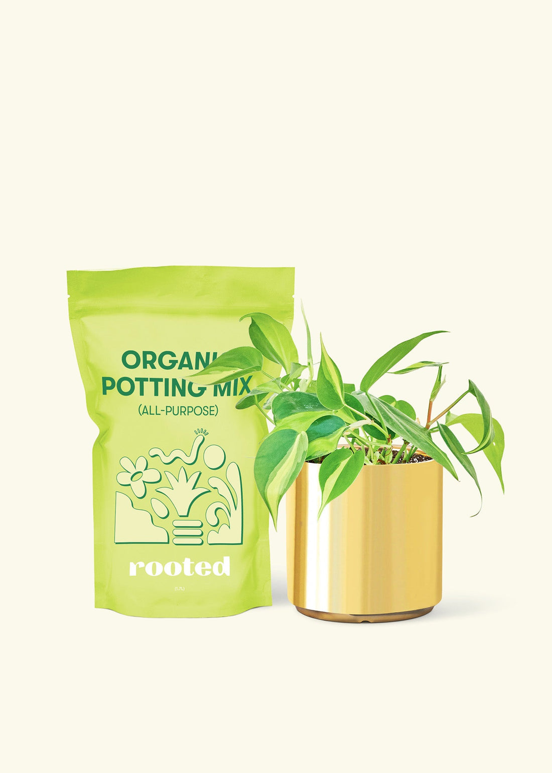 Small Philodendron Brasil (Philodendron hederaceum) in a gold cylinder pot and a bag of soil.