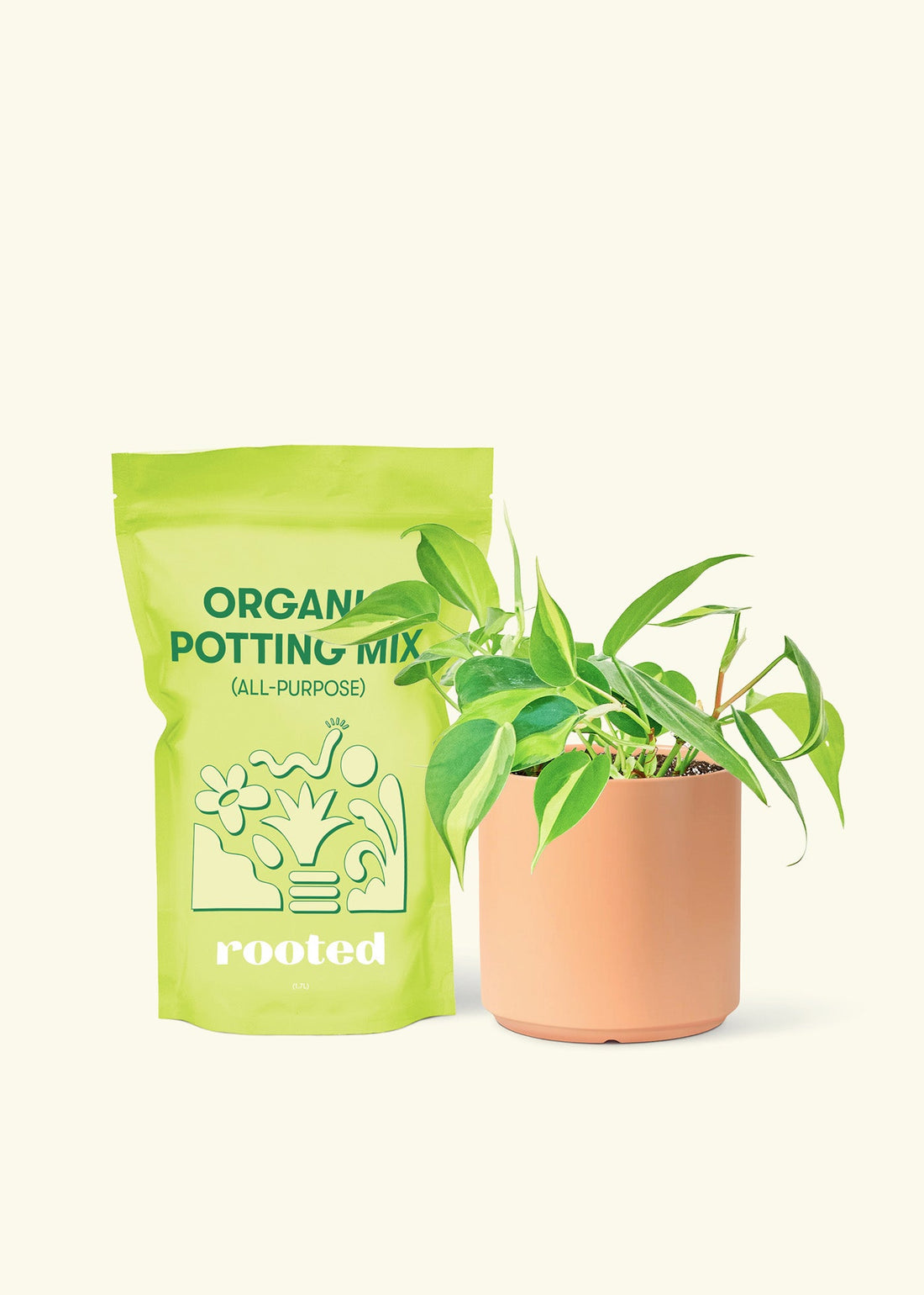 Small Philodendron Brasil (Philodendron hederaceum) in a peach cylinder pot and a bag of soil.