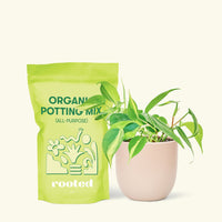 Small Philodendron Brasil (Philodendron hederaceum) in a pink rounded pot and a bag of soil.