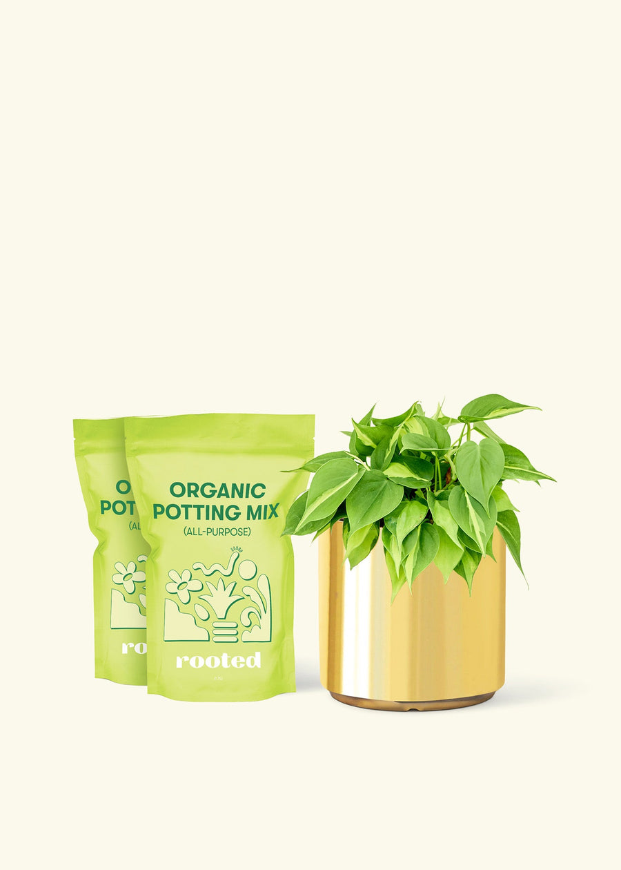 Medium Philodendron 'Brazil' (Philodendron hederaceum) in a gold cylinder pot and two bag of soil.