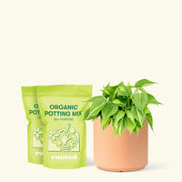 Medium Philodendron 'Brazil' (Philodendron hederaceum) in a peach cylinder pot and two bag of soil.