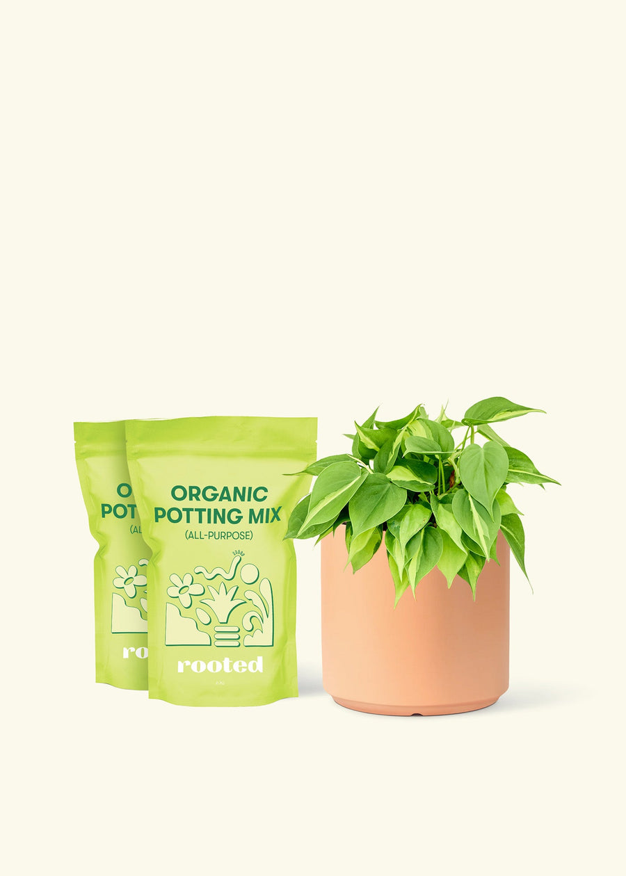 Medium Philodendron 'Brazil' (Philodendron hederaceum) in a peach cylinder pot and two bag of soil.