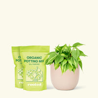 Medium Philodendron 'Brazil' (Philodendron hederaceum) in a pink rounded pot and two bag of soil.
