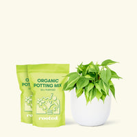 Medium Philodendron 'Brazil' (Philodendron hederaceum) in a white rounded pot and two bag of soil.