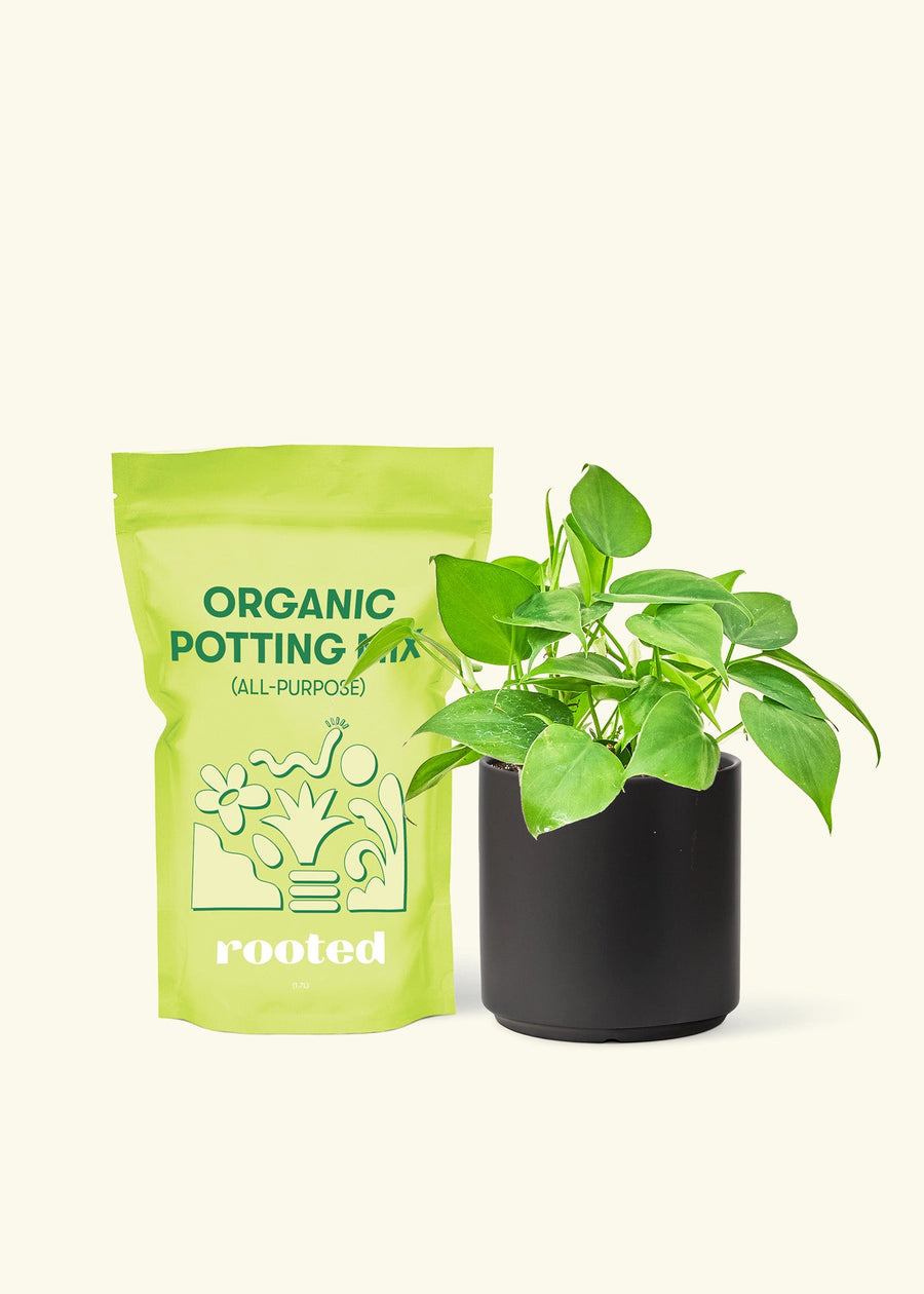 Small Sweetheart Philodendron (Philodendron cordatum) in a black cylinder pot and a bag of soil.
