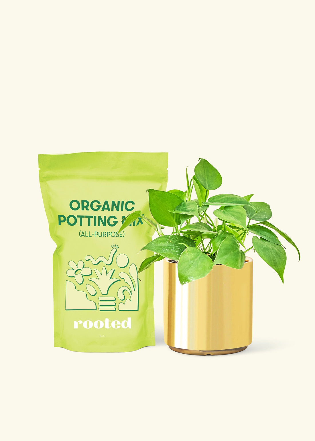 Small Sweetheart Philodendron (Philodendron cordatum) in a gold cylinder pot and a bag of soil.