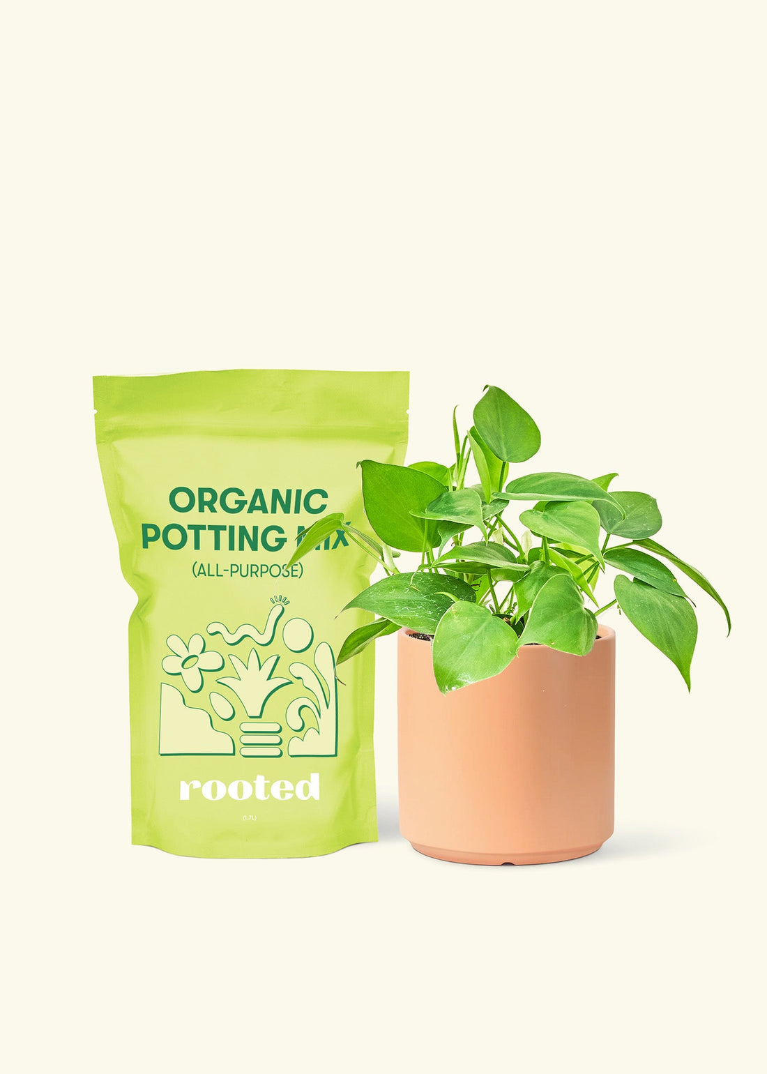 Small Sweetheart Philodendron (Philodendron cordatum) in a peach cylinder pot and a bag of soil.