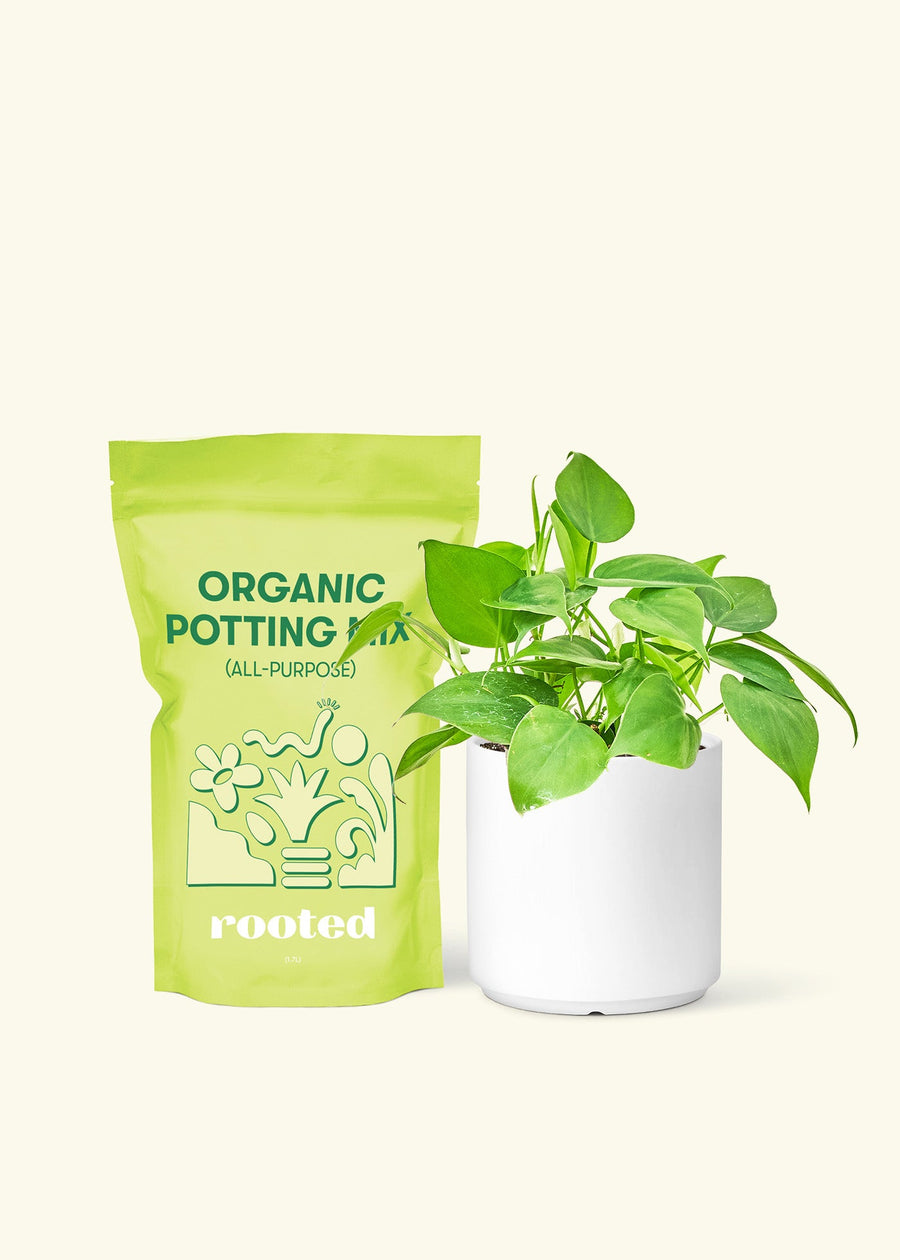Small Sweetheart Philodendron (Philodendron cordatum) in a white cylinder pot and a bag of soil.