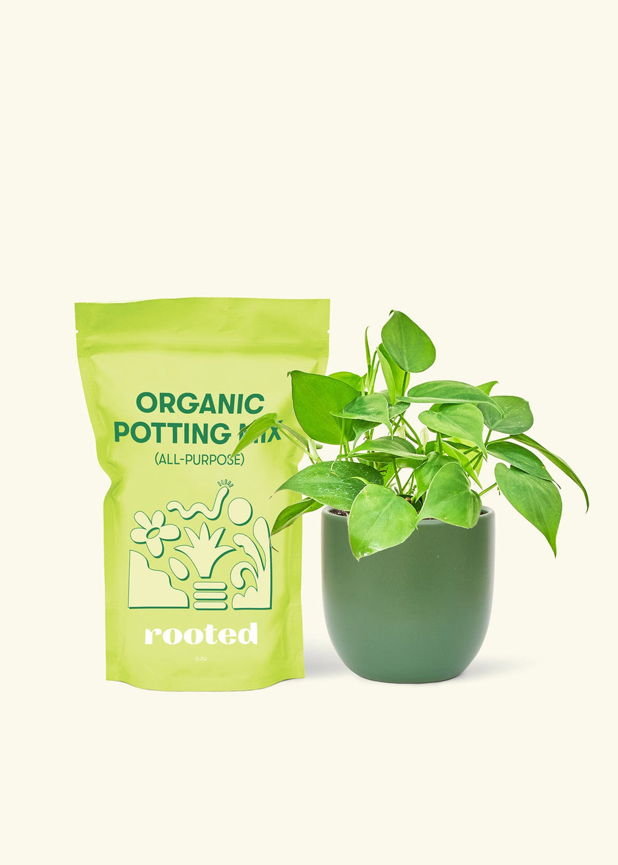 Small Sweetheart Philodendron (Philodendron cordatum) in a green rounded pot and a bag of soil.