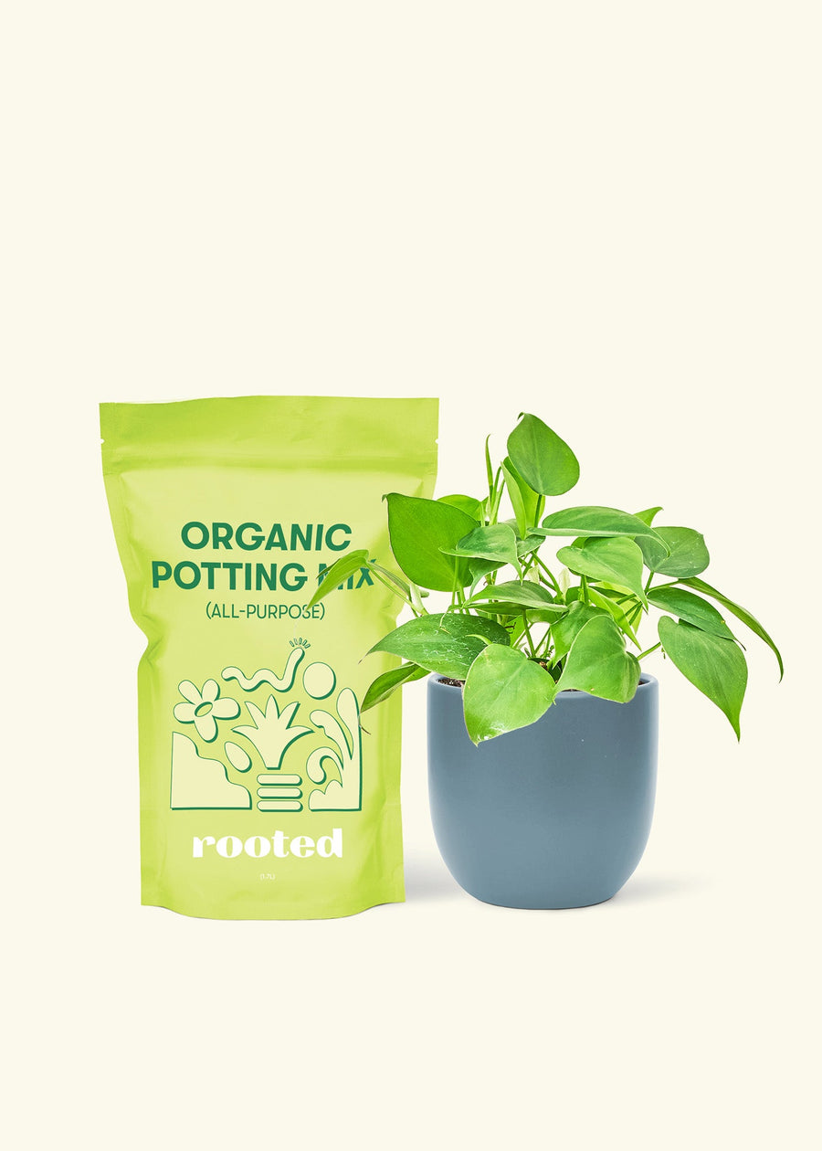 Small Sweetheart Philodendron (Philodendron cordatum) in a indigo rounded pot and a bag of soil.