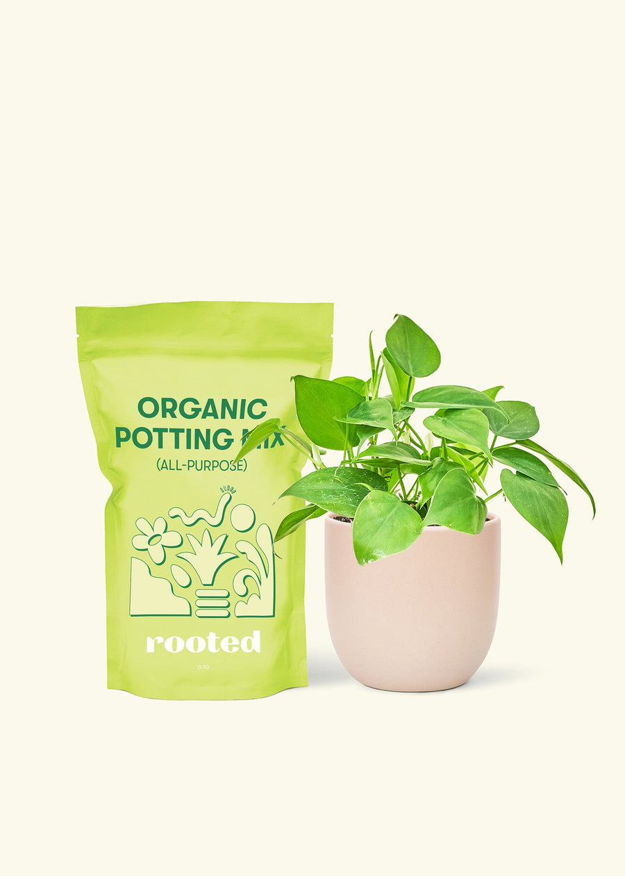 Small Sweetheart Philodendron (Philodendron cordatum) in a pink rounded pot and a bag of soil.
