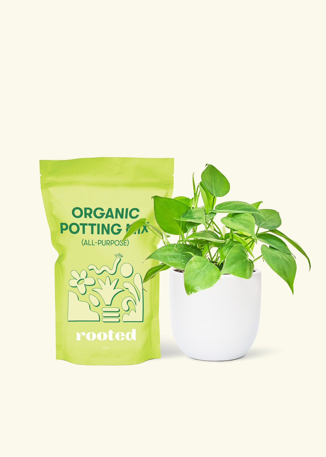 Small Sweetheart Philodendron (Philodendron cordatum) in a white rounded pot and a bag of soil.