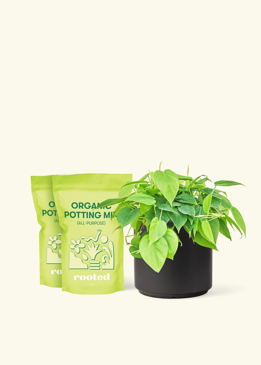Medium Sweetheart Philodendron (Philodendron cordatum) in a black cylinder pot and two bag of soil.