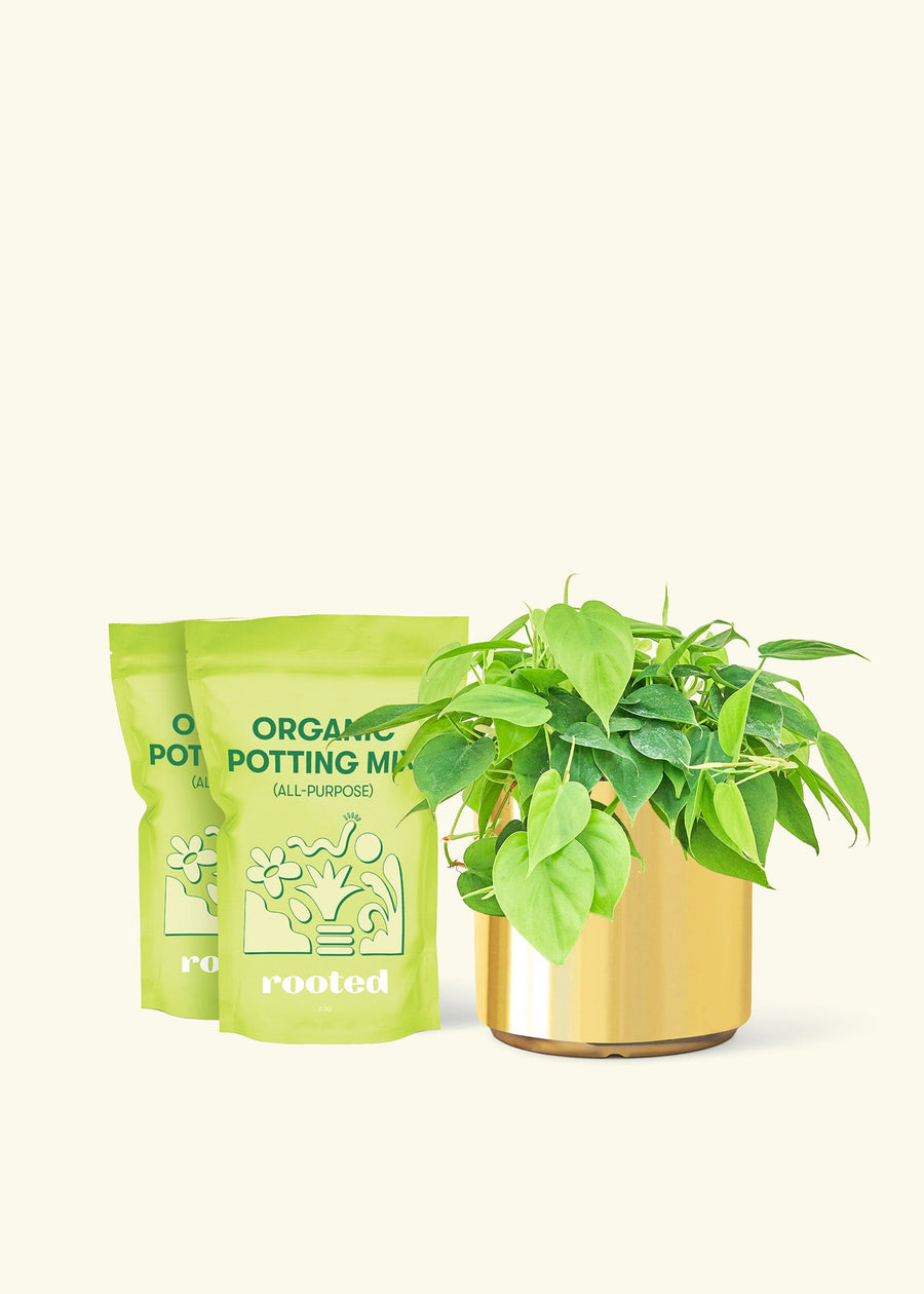 Medium Sweetheart Philodendron (Philodendron cordatum) in a gold cylinder pot and two bag of soil.