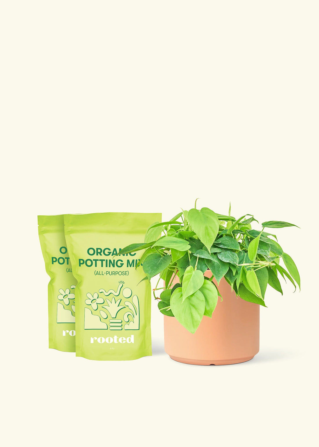 Medium Sweetheart Philodendron (Philodendron cordatum) in a peach cylinder pot and two bag of soil.