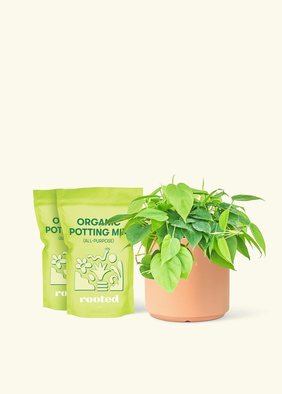 Medium Sweetheart Philodendron (Philodendron cordatum) in a peach cylinder pot and two bag of soil.