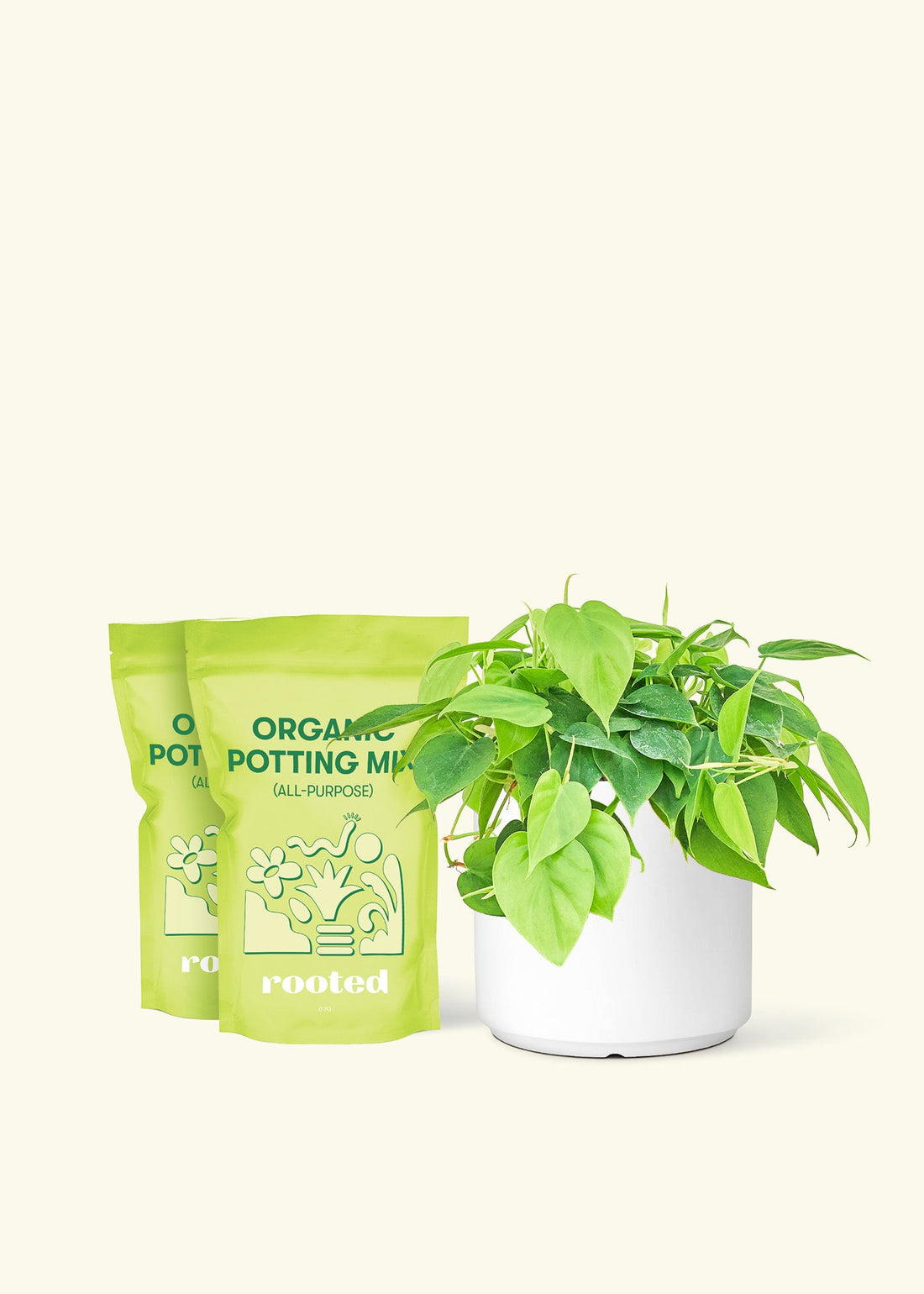 Medium Sweetheart Philodendron (Philodendron cordatum) in a white cylinder pot and two bag of soil.