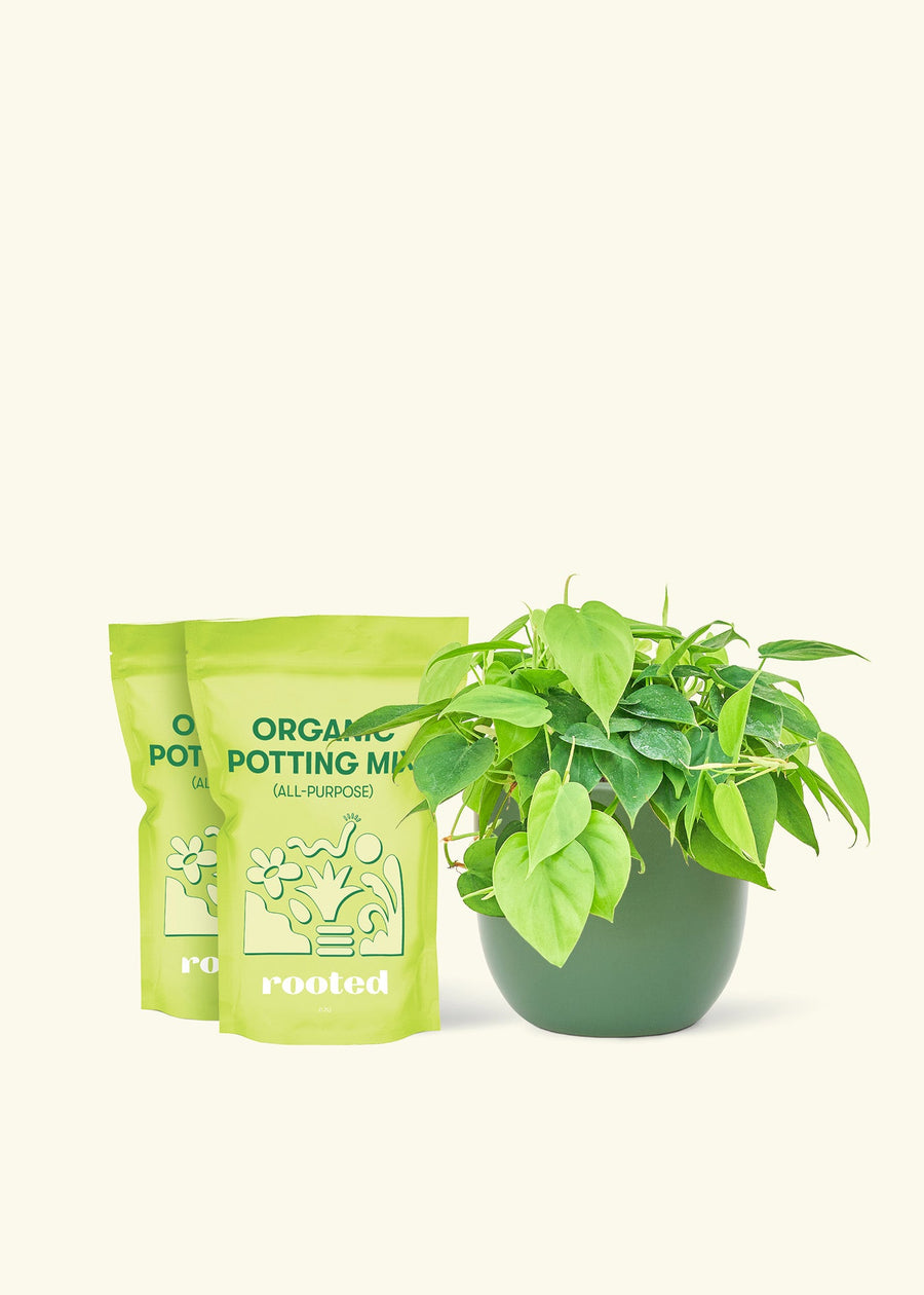 Medium Sweetheart Philodendron (Philodendron cordatum) in a green rounded pot and two bag of soil.
