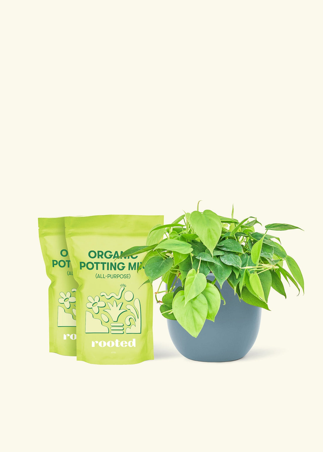Medium Sweetheart Philodendron (Philodendron cordatum) in a indigo rounded pot and two bag of soil.