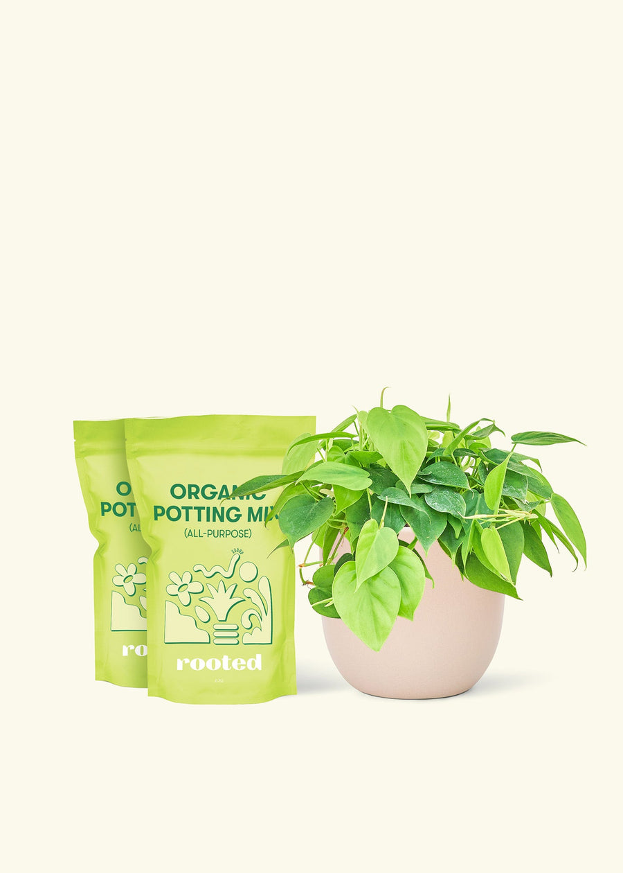 Medium Sweetheart Philodendron (Philodendron cordatum) in a pink rounded pot and two bag of soil.