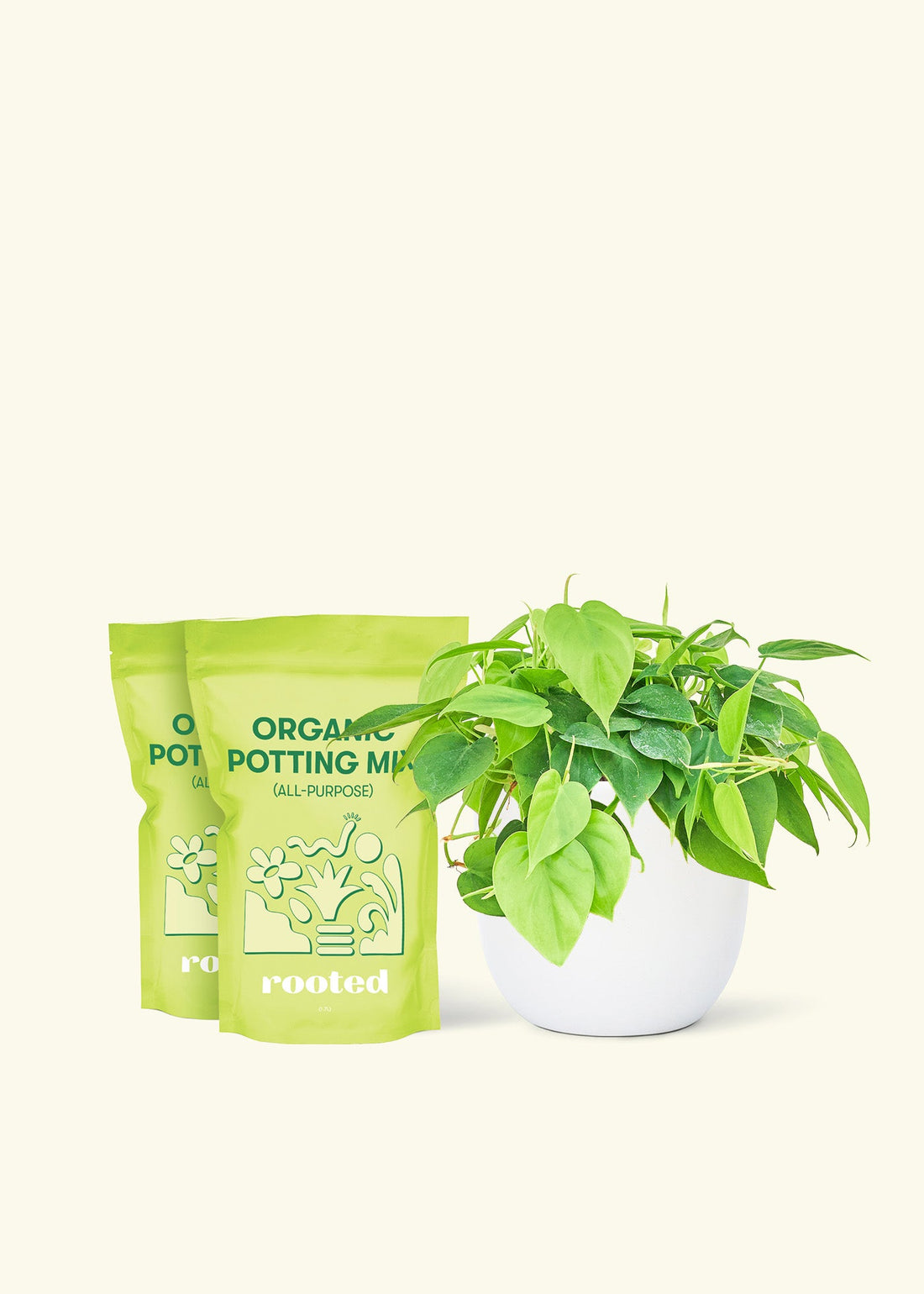 Medium Sweetheart Philodendron (Philodendron cordatum) in a white rounded pot and two bag of soil.