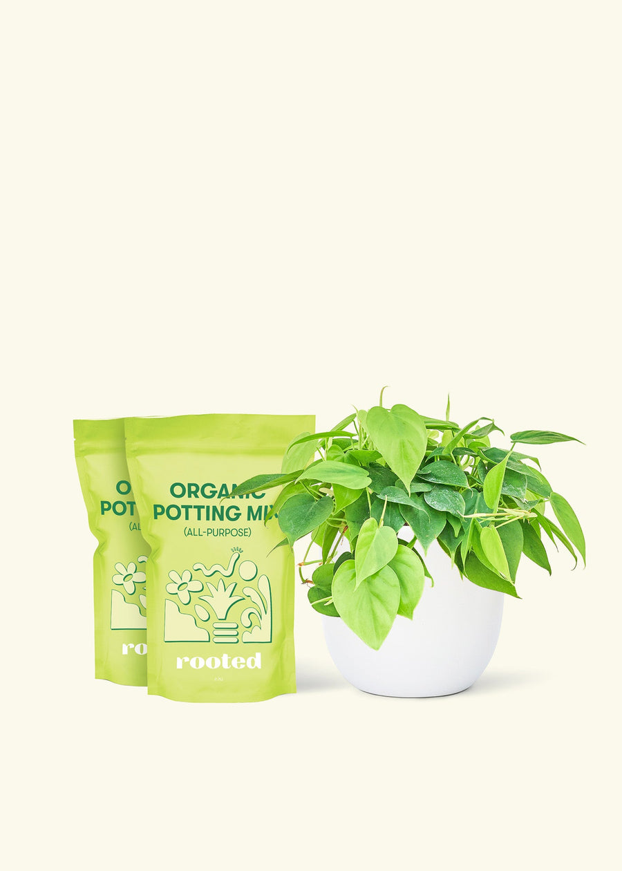 Medium Sweetheart Philodendron (Philodendron cordatum) in a white rounded pot and two bag of soil.