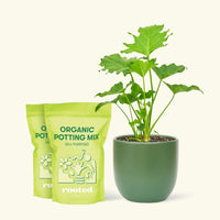 Medium Philodendron 'Little Hope' (Philodendron bipinnatifidum 'Little Hope') in a green rounded pot and two bag of soil.