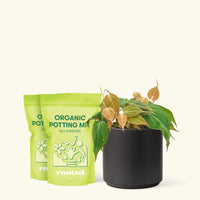 Medium Velvet Leaf Philodendron (Philodendron micans) in a black cylinder pot and two bag of soil.